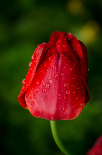 Fleur de tulipe rouge vif sous des gouttes de rosée dans le jardin des pluies. Fond de thème floral.