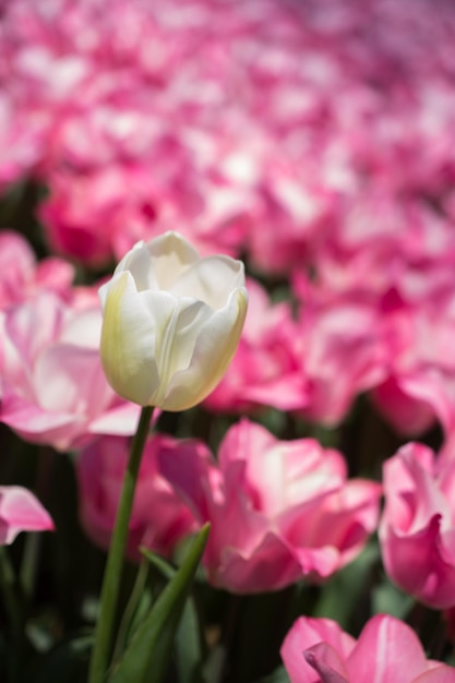 Fleur de tulipe unique au printemps