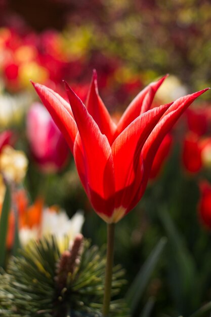 Fleur de tulipe unique au printemps