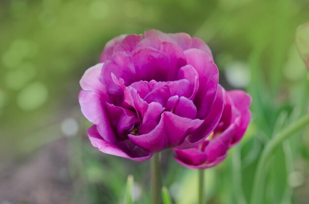 Fleur de tulipe violette Champ de tulipes violettes Tulipe double pivoine violette