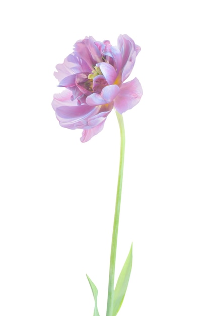 Fleur de tulipe violette violette avec des feuilles vertes isolées