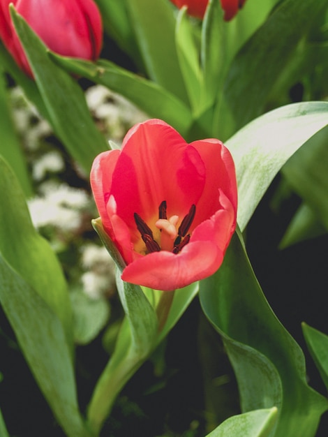 Fleur de tulipe