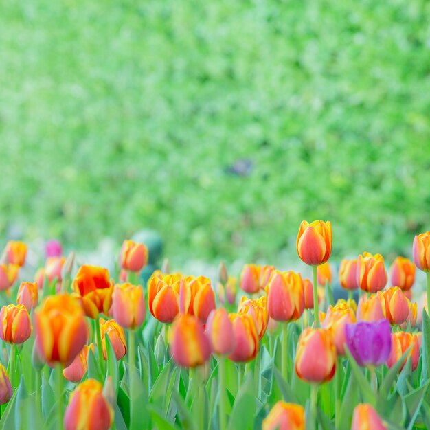 Fleur de tulipe