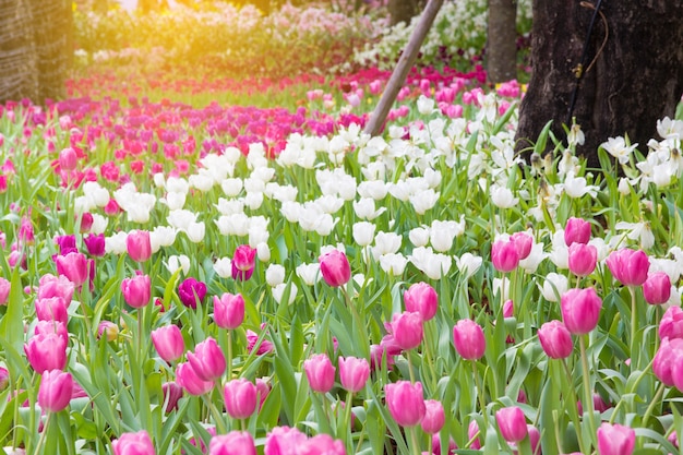 fleur de tulipes au printemps