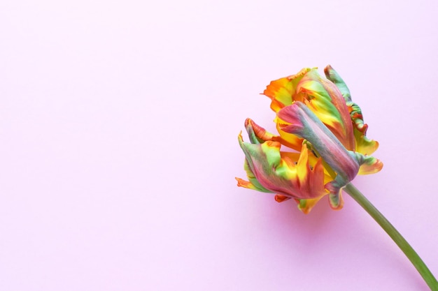 La fleur de tulipes du perroquet de la variété rococo est orange avec des rayures vertes Pétales de tulipes ondulés