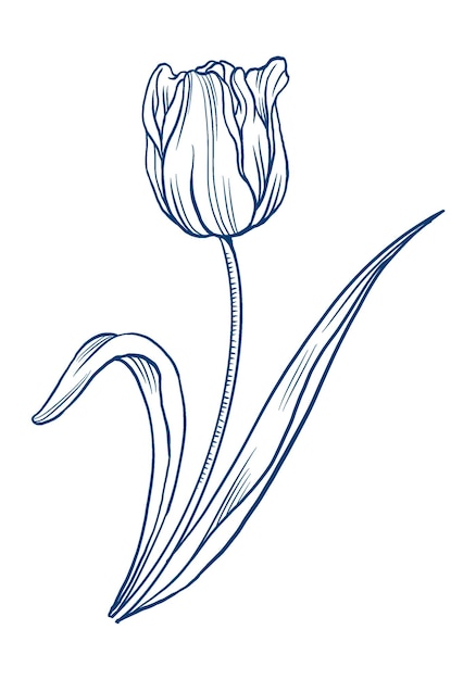 Fleur de tulipes png brun transparent coupé botanique vintage