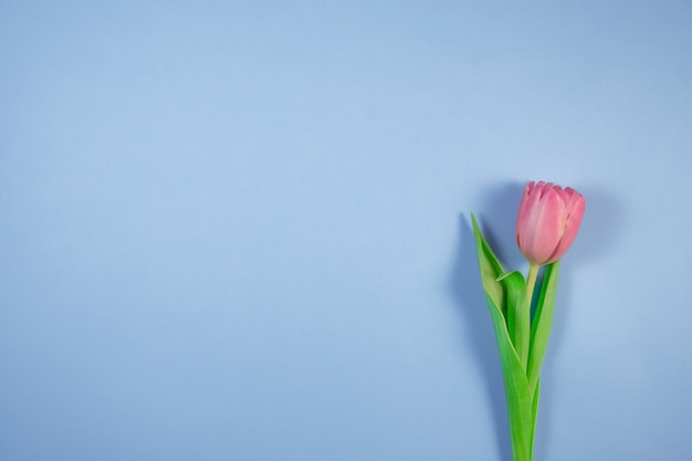 Fleur de tulipes roses sur fond bleu. Carte pour la fête des mères, 8 mars, Joyeuses Pâques, Saint Valentin, anniversaire. En attendant le printemps. Carte de voeux. Mise à plat, vue de dessus, espace de copie pour le texte