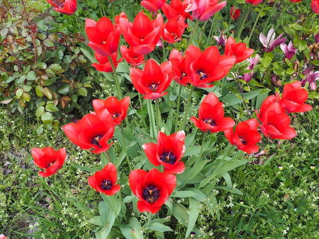 Fleur de tulipes rouges