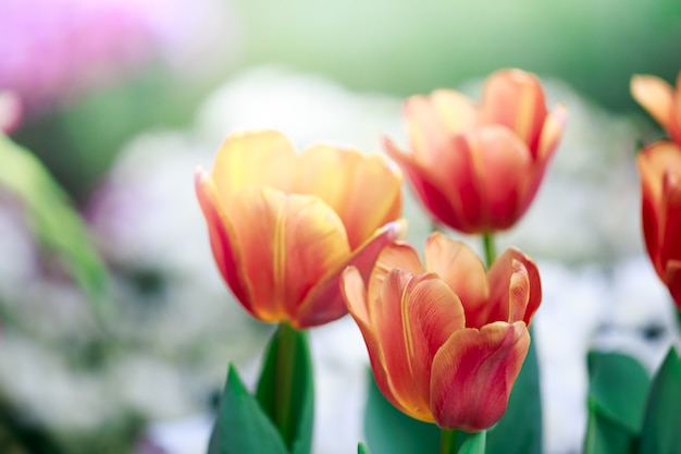 Fleur de tulipes