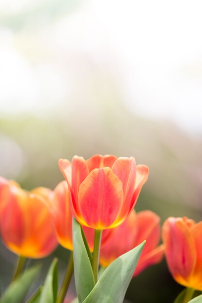 Fleur de tulipes