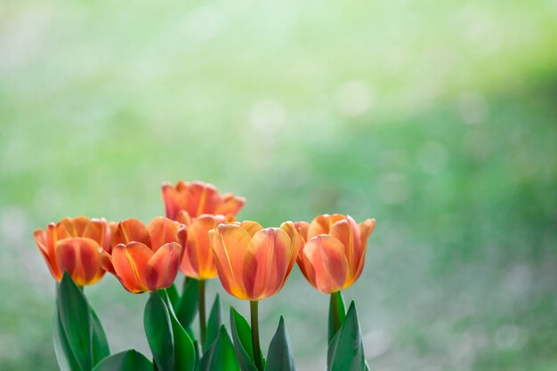 Fleur de tulipes