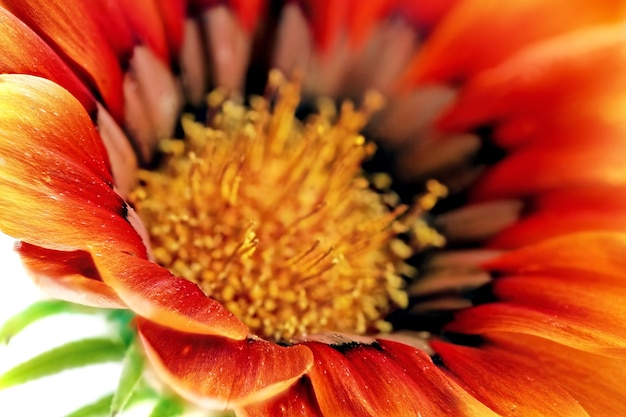 Fleur unique de Gazania. (Splendens genre asteraceae). Isolé.