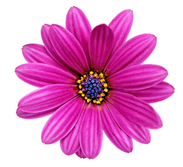 Photo fleur unique de gazania. (splendens genre asteraceae). isolé.