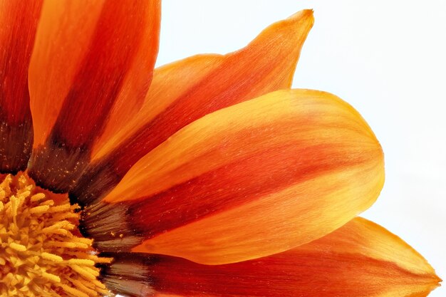 Fleur unique de Gazania. (Splendens genre asteraceae). Isolé.