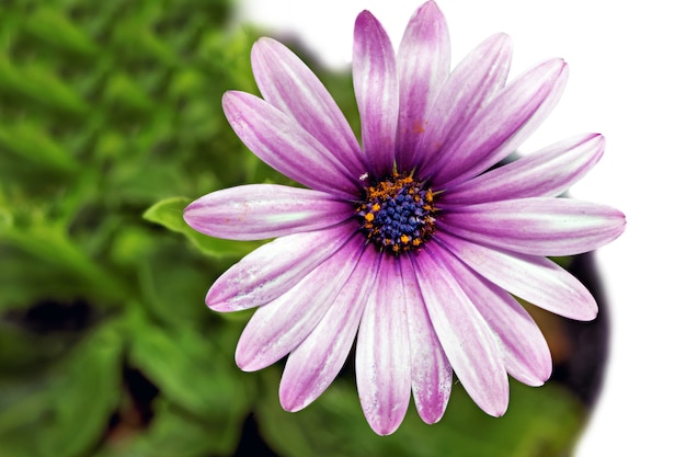 Fleur unique de Gazania. (Splendens genre asteraceae). Isolé.