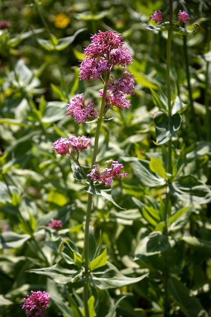 Photo la fleur de valérienne rouge en gros plan