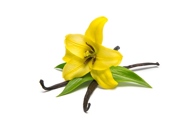 Photo fleur de vanille d'orchidée avec des bâtons et des feuilles isolés sur fond blanc. idéal pour les mises en page de sites web et de magazines