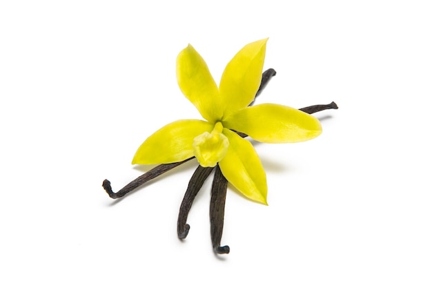 fleur de vanille d'orchidée avec des bâtons isolés sur fond blanc. idéal pour les mises en page de sites Web et de magazines