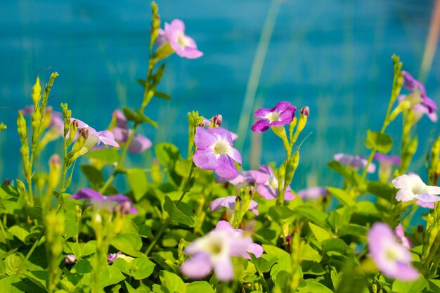 Photo la fleur de variegata asystasia gangetica l. t. anderson est une fleur de variegate.