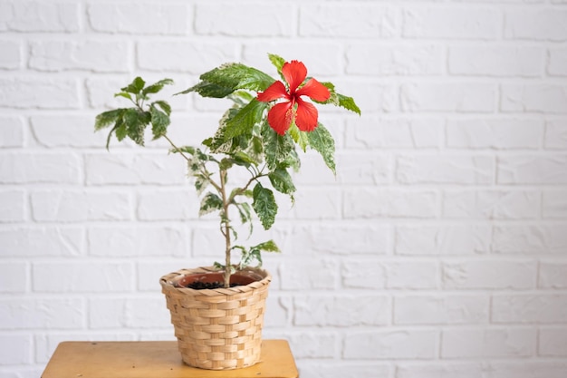 Fleur variétale d'hibiscus rouge avec des feuilles panachées dans une jardinière en osier à l'intérieur contre un mur de briques blanches Cultiver des plantes d'intérieur dans un pot à la maison verte