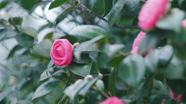 Photo fleur de variété camellia japonica avec espace de copie grande fleur de camellia rose dans le jardin