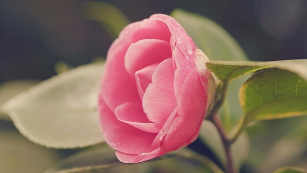 Photo fleur de variété camellia japonica avec espace de copie grande fleur de camellia rose dans le jardin