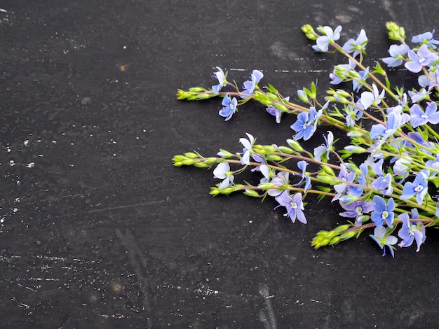 Fleur De Veronica Officinalis Sur Fond Noir