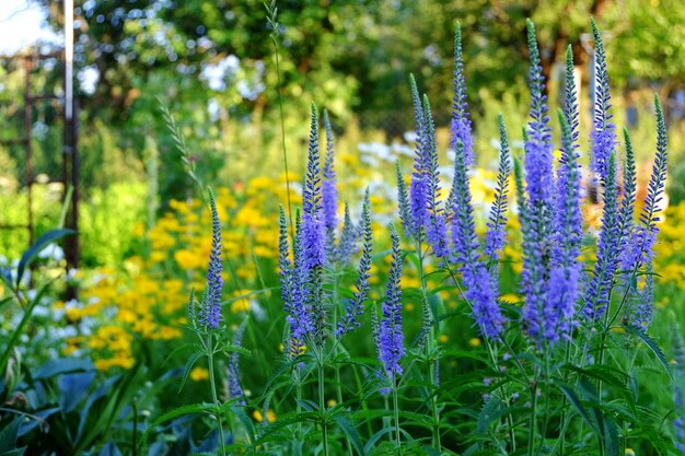 fleur de véronique bleue dans le jardin