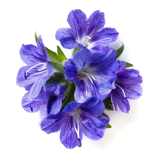 La fleur de Véronique avec une couleur violette royale et frappante le Flo Clipart isolé sur blanc BG naturel