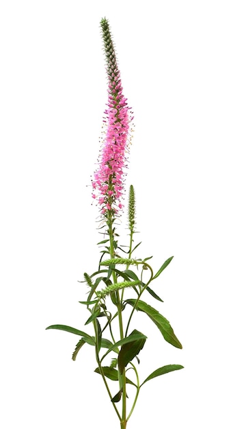 La fleur de Véronique isolée sur un fond blanc
