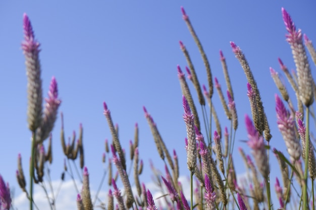 fleur de verre dans la nature sur ciel bleu