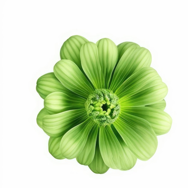 Une fleur verte avec un centre vert et un fond blanc