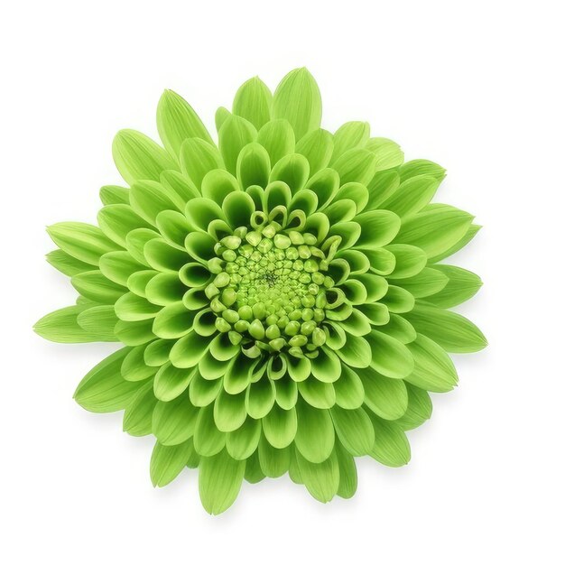 Une fleur verte avec un centre vert qui dit " pissenlit ".