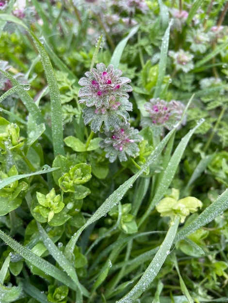 Une fleur verte et violette est dans l'herbe