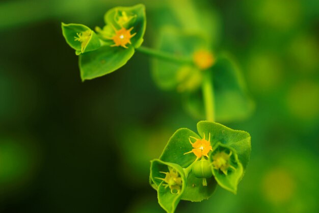 Fleur verte