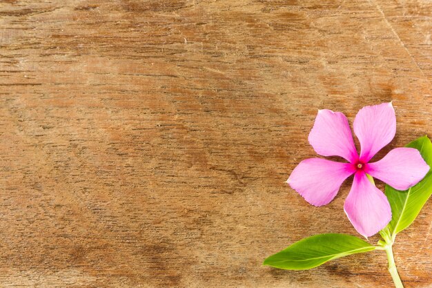 Fleur de Vinca sur fond de planche de bois