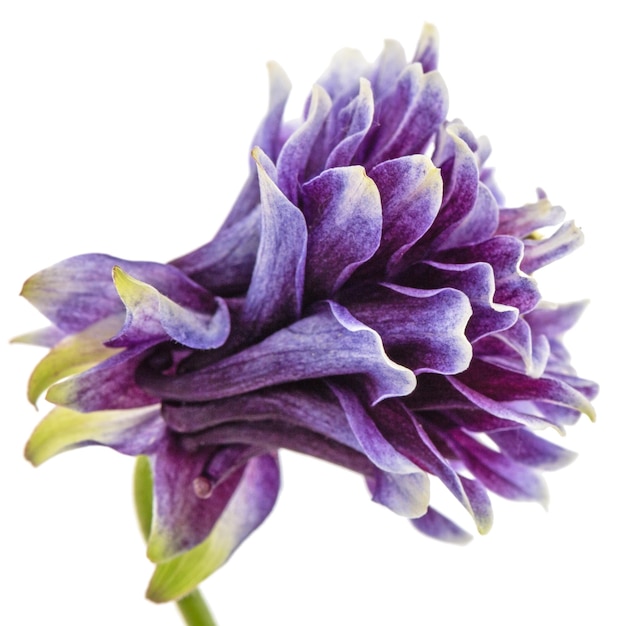 Fleur violette d'ancolie fleur de bassin versant libre isolé sur fond blanc