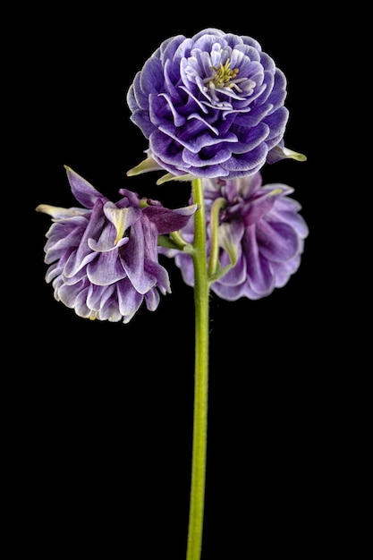 Fleur violette d'ancolie fleur de gros plan de captage isolé sur fond noir