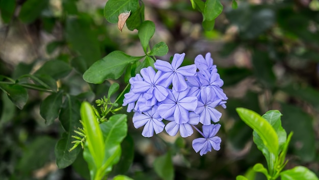 fleur violette et arbre