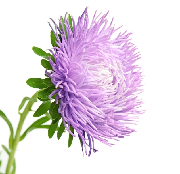 Fleur violette aster unique isolated on white