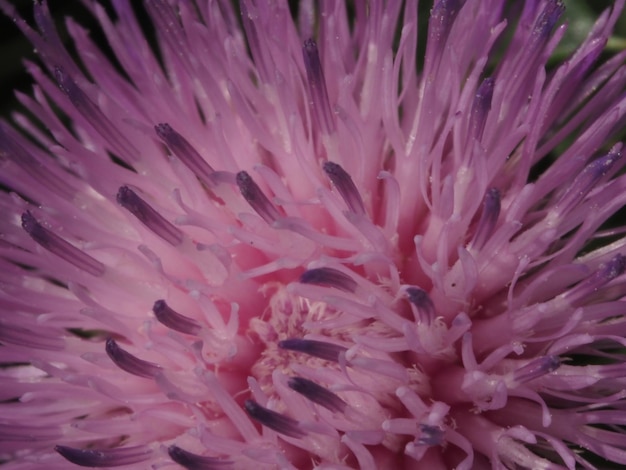 Fleur violette aux pétales violets.