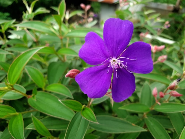 Fleur violette bleue dans le jardinBeauté d'arrière-plan photo de haute qualité