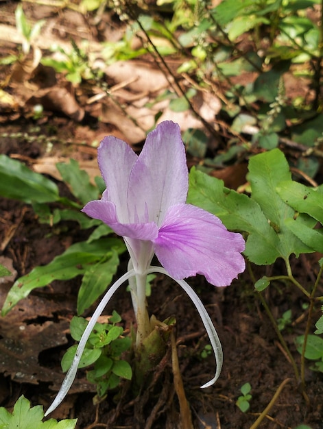 Une fleur violette avec un centre blanc est entourée de feuilles vertes.