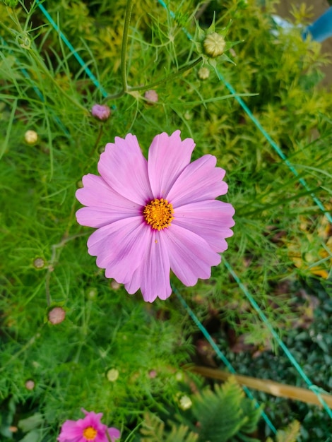 Une fleur violette avec un centre jaune est dans un jardin.