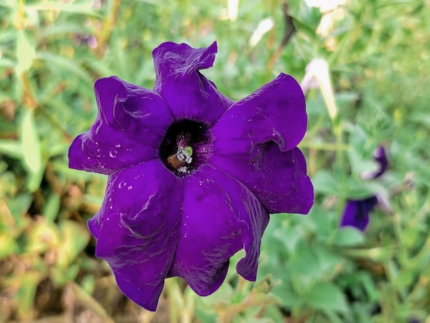 Une fleur violette avec un centre noir et un fond vert.