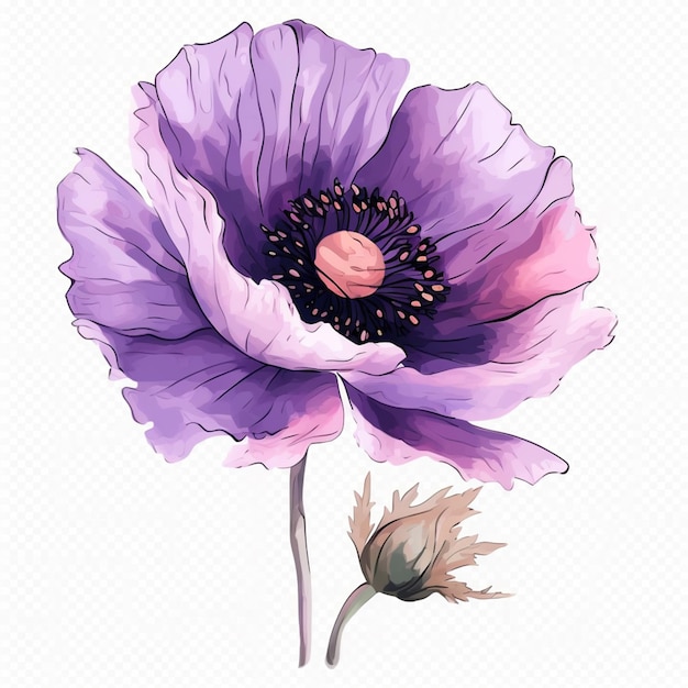 fleur violette avec un centre rose sur un fond blanc