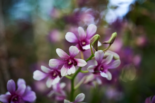 Une fleur violette avec un centre rose