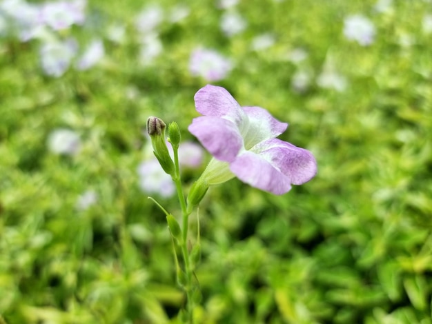 Fleur violette chinoise ou Asystasia gangetica sur champ flou dans le jardin