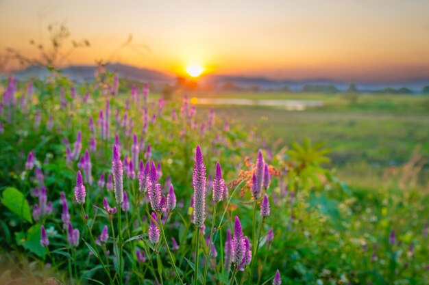 Photo fleur violette dans le champ avec le coucher de soleil en arrière-plan thaïlande