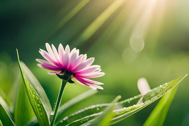 fleur violette dans l'herbe avec le soleil derrière elle